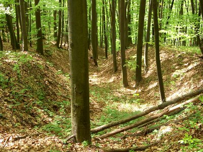 Deciduous forest spring