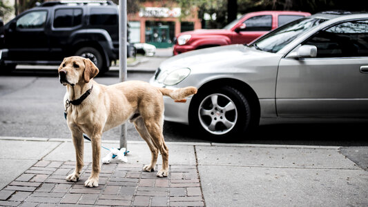 Dog Standing on Sidewalk in Calgary, Alberta, Canada photo