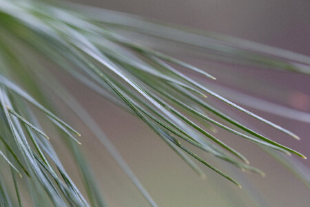 Forest Tree Pine Needles photo