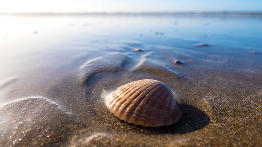 Seashore beach seashell
