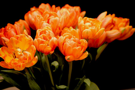 Orange Tulips on Black photo