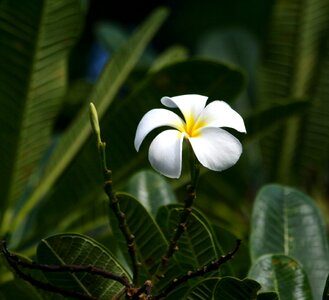 Flower tropical blossom photo