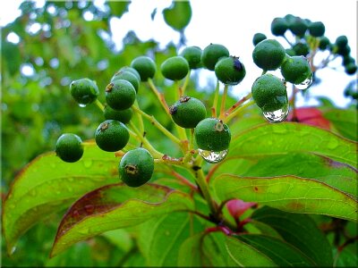 Mood leaves bush photo