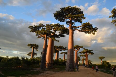 Baobab trees botanical photo