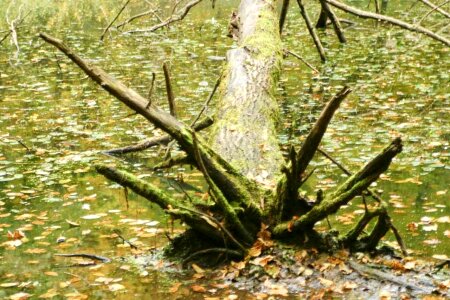 Ancient bearing tree