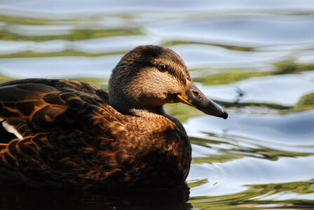 Swimming duck in dappled shade photo