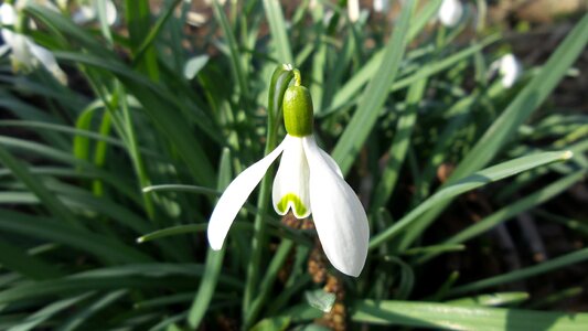 Flower white nature