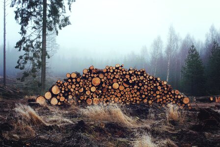 Environment firewood fog photo