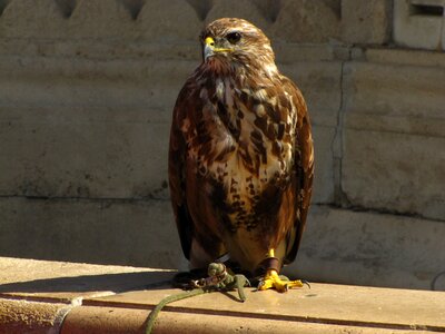 Bird falcon places of interest photo