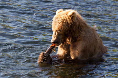 Kodiak brown bear with fish