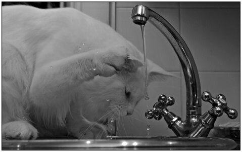 Black white water faucet photo