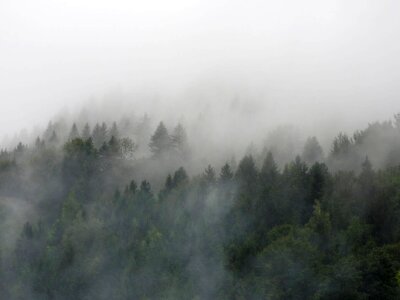 Fog forest gray