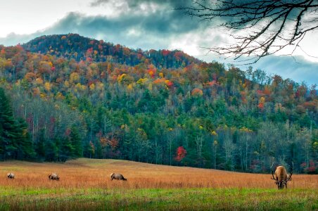 Animal deer field photo