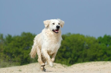 Fur sunny beach