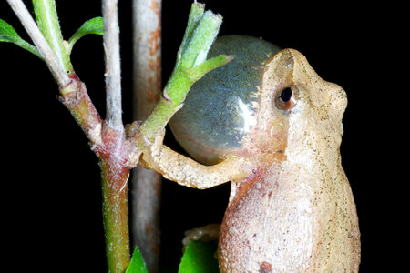 Northern Spring Peeper-5
