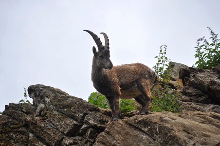 Rock Climber wilderness wildlife photo