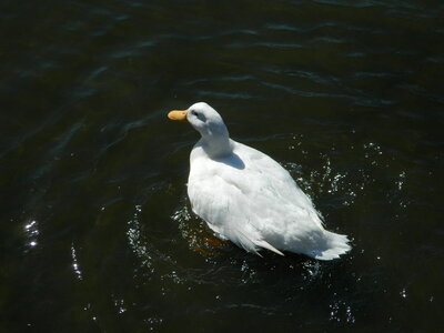 Duck in Water photo