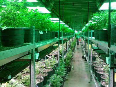Growing marijuana growing cannabis cannabis dispensary photo