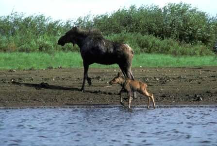 Calf female water