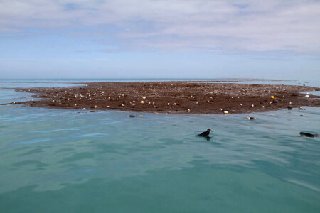 Debris and Injured Birds in Lagoon at Midway Atoll-1 photo