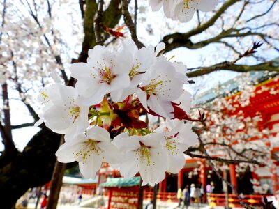 Spring nature cherry photo