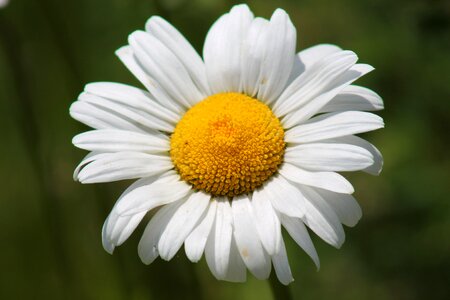 Summer nature close-up