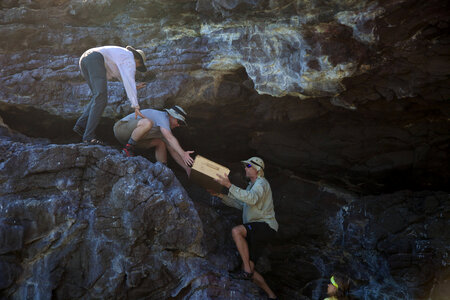 Nihoa Millerbird Translocation-2