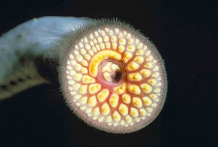 Close close-up lamprey