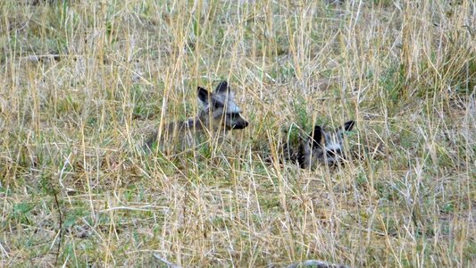 Hyaenas animals wildlife photo