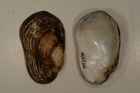 Lampsilis siliquoidea-4