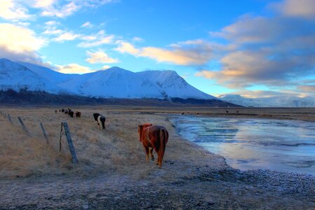 Frozen horse ice