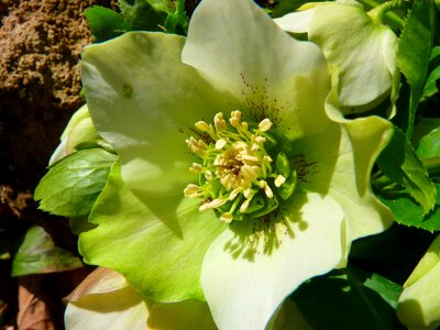 Prevalence rose blossom bloom