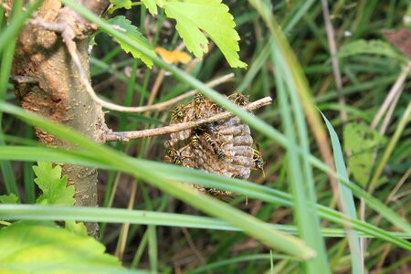 Insects animal hive photo
