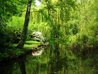 Idyll forest water photo