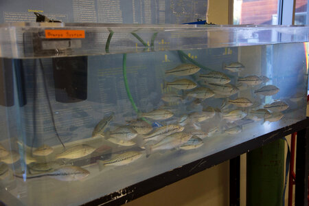 Largemouth bass in tank-3 photo