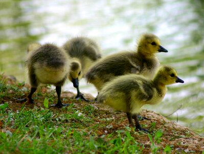Bird fowl geese