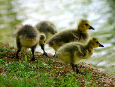 Bird fowl geese photo