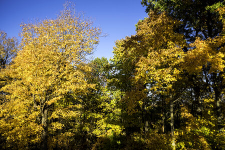 Yellow and Orange leaves at Pike Lake State Park, Wisconsin