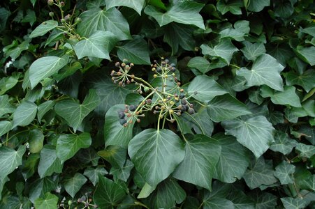 Climber plant winter grapevines