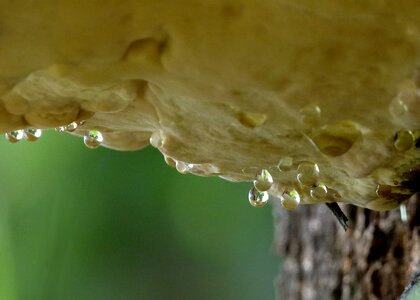 Rain drops nature macro photo