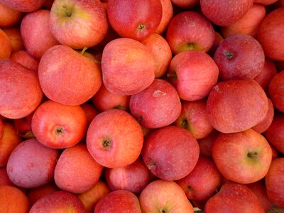 Apple fruit still life photo