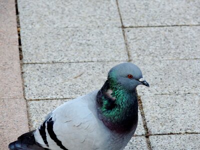 Beak pigeon wildlife photo