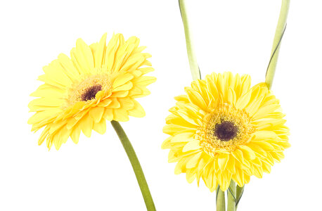 Gerbera photo