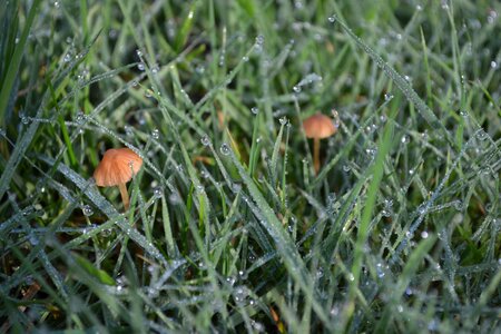 Green grass garden