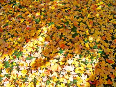 Yellow orange maple