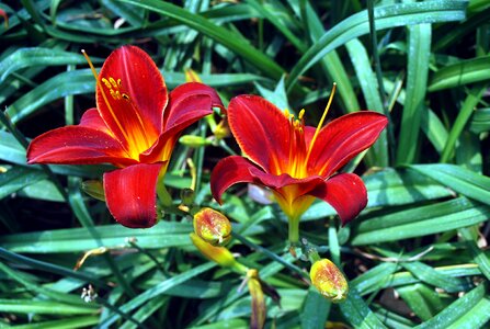 Lily flowering plants photo