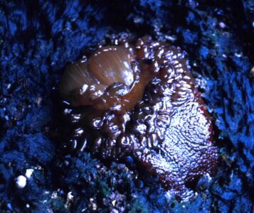 Actiniaria Hexacorallia anemone mare photo