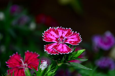 Dianthus Flower photo