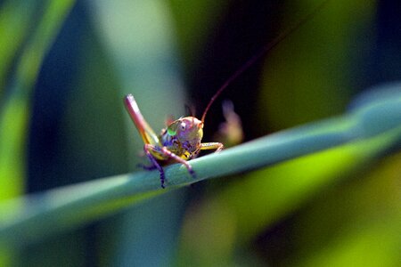 Bug nature wildlife