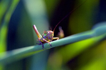 Bug nature wildlife photo